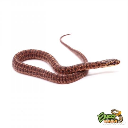 Узорчатый полоз