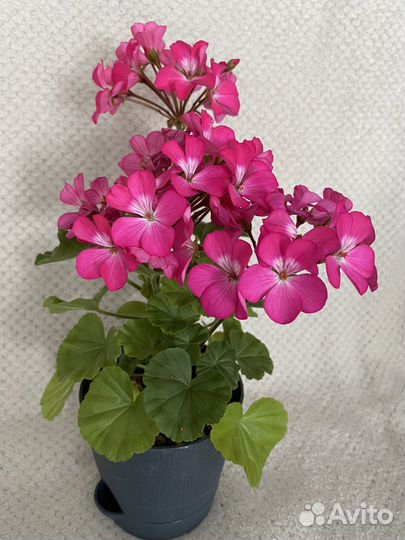 Пеларгония, шефлера