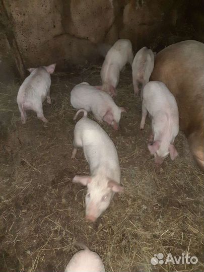 Поросята