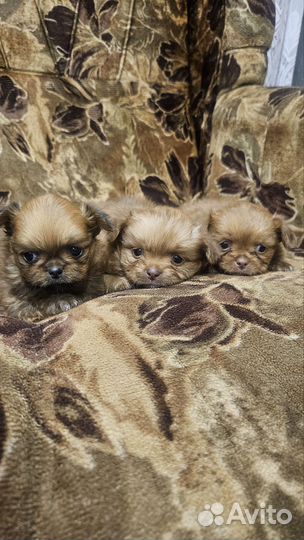 Щенки пекинеса