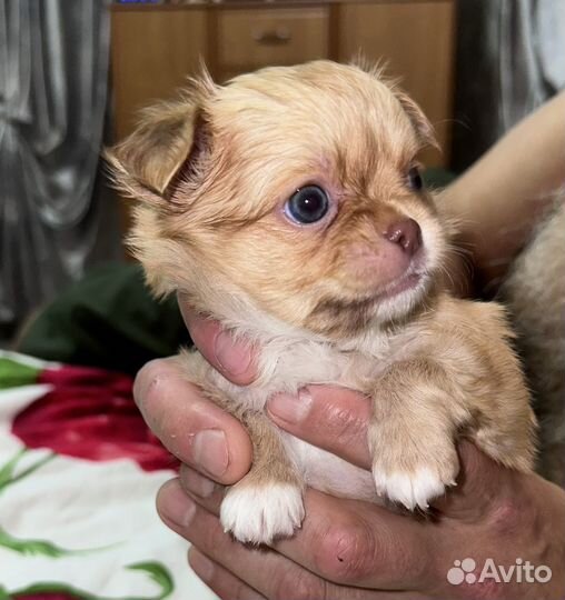 Чихуахуа мини мальчик