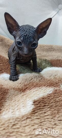 Донской сфинкс котята