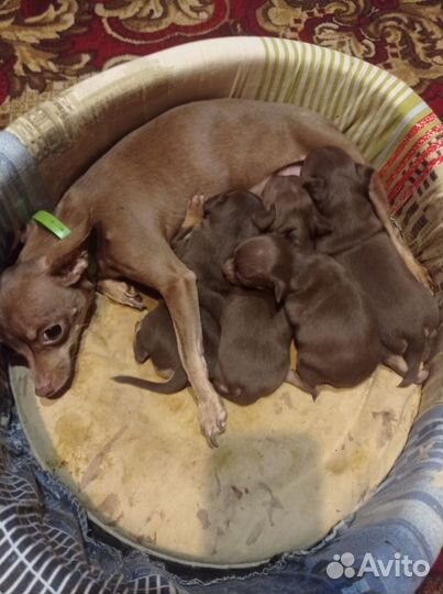 Собаки щенки