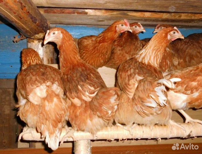 Куры молодки несушки