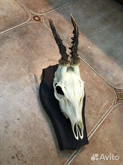 Череп с рогами косули на медальоне