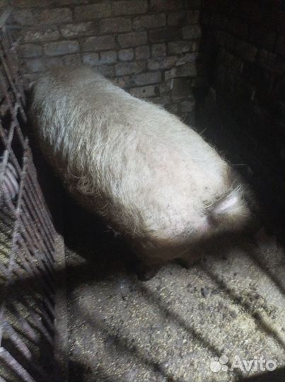 Домашние животные