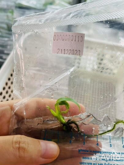 Монстера бурле маркс цена за 5 штук