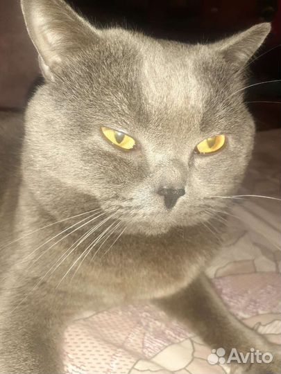 Британский кот