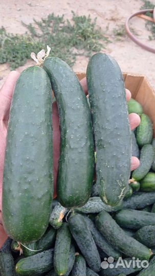 Огурцы свежие домашние