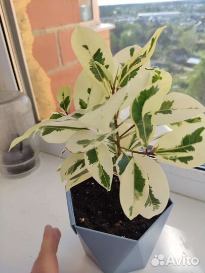 Фикус альбамаргината