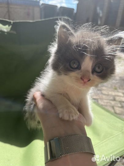 Кошки в добрые руки бесплатно
