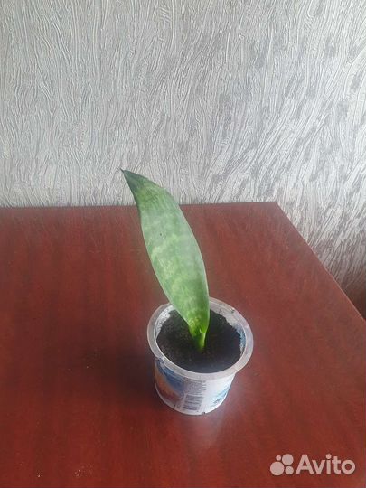 Комнатное растение сансевиерия щучий хвост