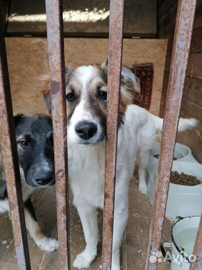 Щенки в приюте