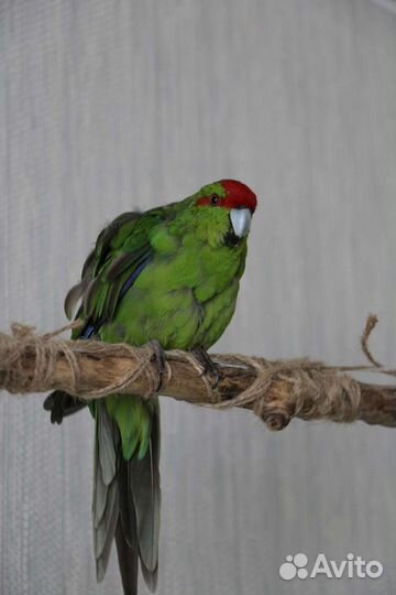 Передержка грызунов и птиц