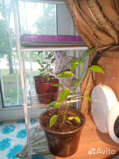 Рассада перца декоративного