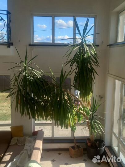 Пальма юкка