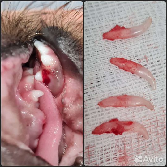 Ультразвуковая чистка зубов животным