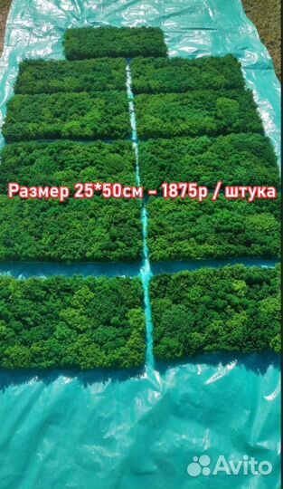 Изысканные панно из мха - оригинальное украшение в