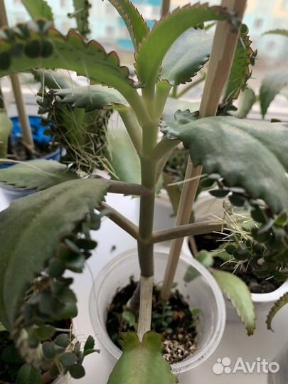 Каланхоэ, алоэ