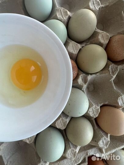 Инкубационное яйцо от породных кур