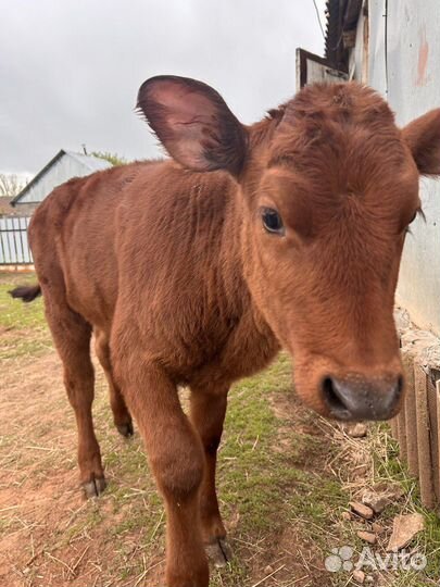 Коровы и Телки красно-степной породы