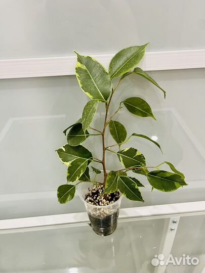 Фикусы Регидан, Барок