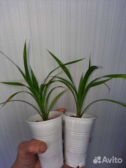 Панданус (винтовая пальма)