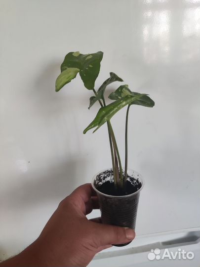 Сингониум панда и кристмас клон