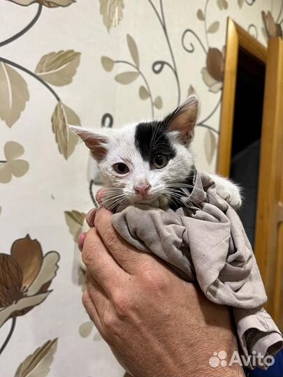 Котенок мальчик бесплатно