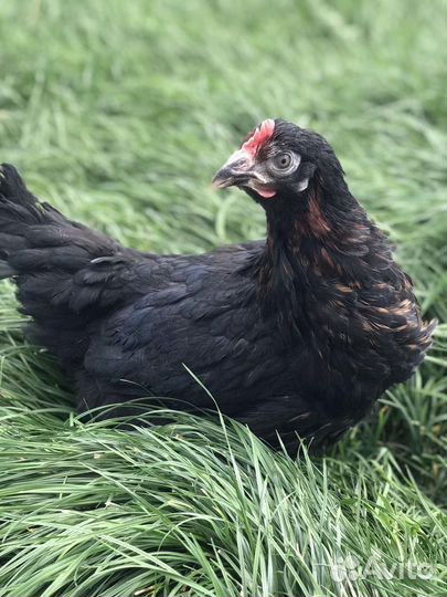 Куры несушки (молодки) доставка