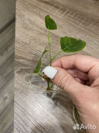 Фикус бенджамина