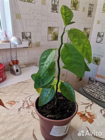 Цветы комнатные