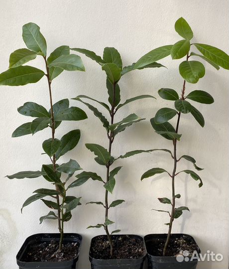 Саженцы лаврового листа