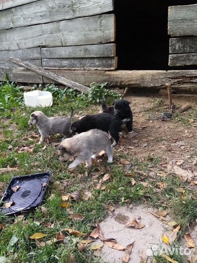 Щенки Хаски