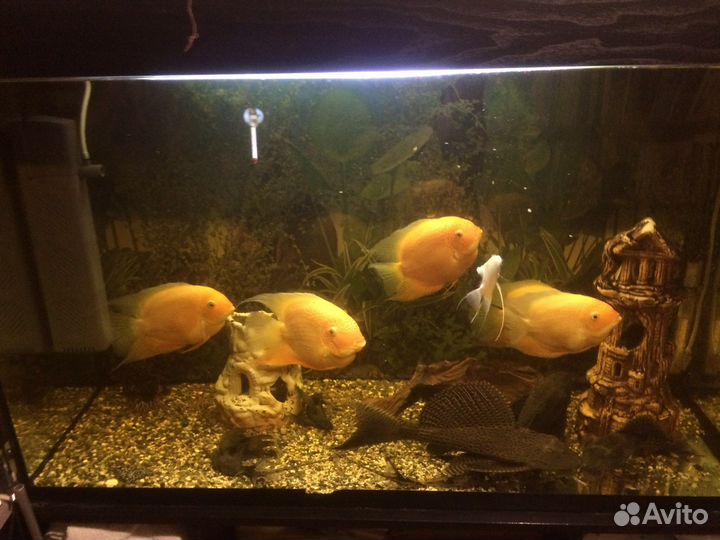 Аквариумные рыбки