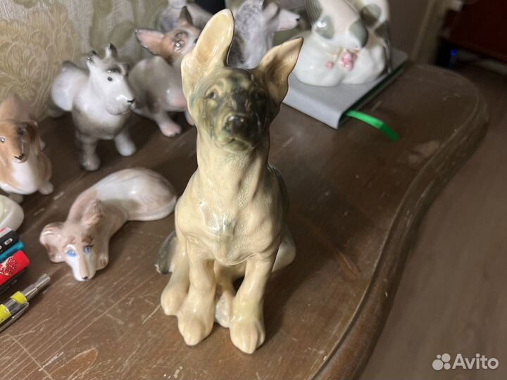 Собака щенок. Фазан Конаково