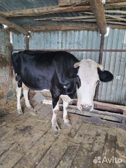 Продам корову дойную