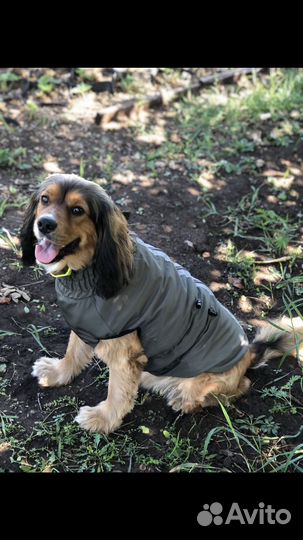 Одежда для собак