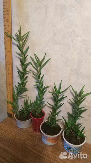 Суккуленты