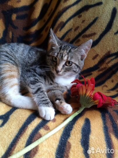 Котята в добрые руки бесплатно