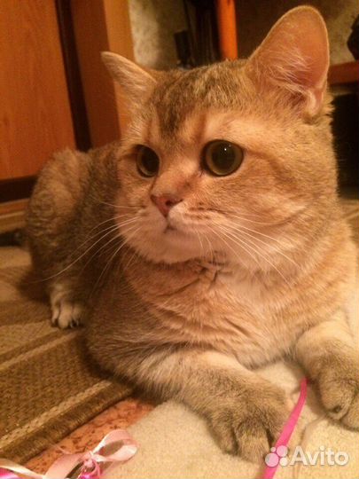 Вязка золотой Шотландский страйт