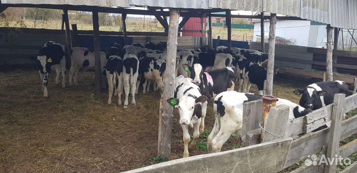 Телята - Бычки