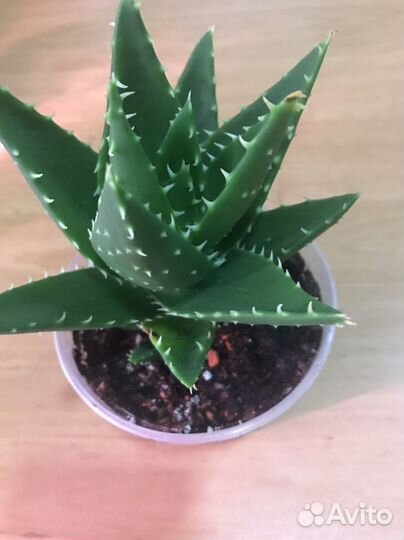 Алоэ Перфолиата