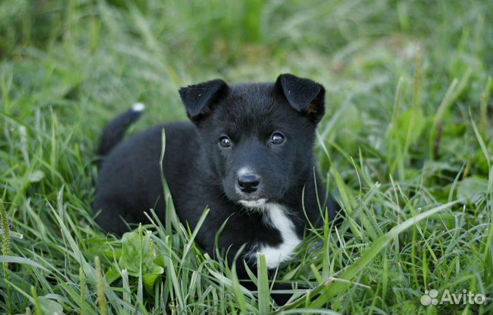 Щенок Лайма 2 мес