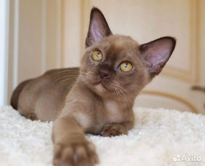 Бурманские котята