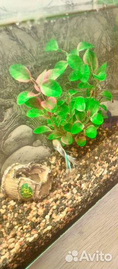Аквариум с рыбками