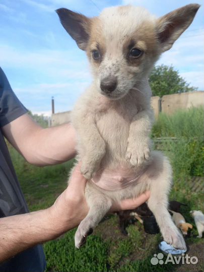 Щенок мальчик