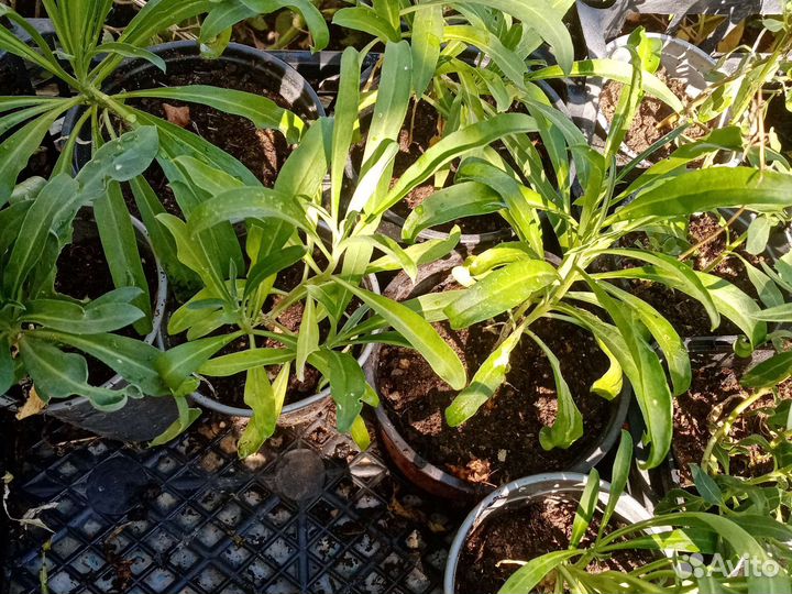 Саженцы цветов