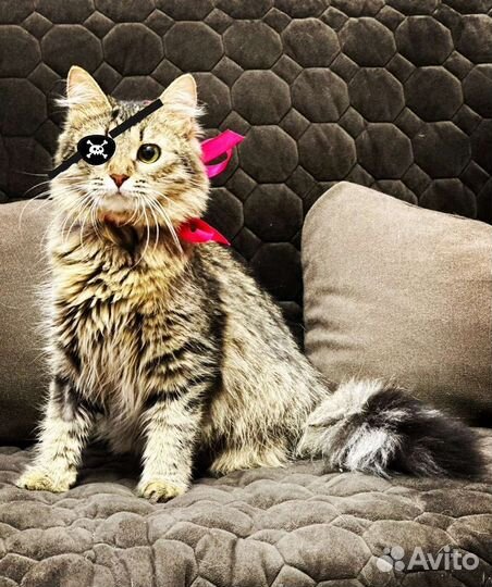 Кошечка инвалид