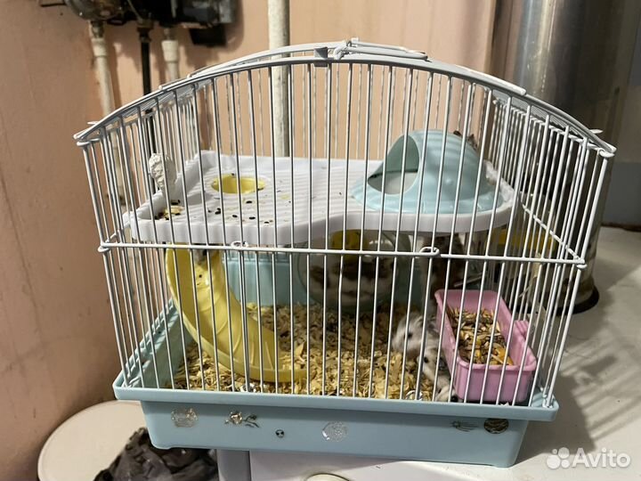 Хомяк с клеткой